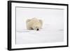 Polar Bear (Ursus maritimus) adult, sleeping on snow, Murchisonfjorden, Svalbard-Jules Cox-Framed Photographic Print