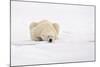 Polar Bear (Ursus maritimus) adult, sleeping on snow, Murchisonfjorden, Svalbard-Jules Cox-Mounted Photographic Print