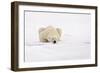 Polar Bear (Ursus maritimus) adult, sleeping on snow, Murchisonfjorden, Svalbard-Jules Cox-Framed Photographic Print