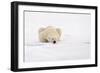 Polar Bear (Ursus maritimus) adult, sleeping on snow, Murchisonfjorden, Svalbard-Jules Cox-Framed Photographic Print