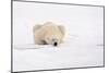 Polar Bear (Ursus maritimus) adult, sleeping on snow, Murchisonfjorden, Svalbard-Jules Cox-Mounted Photographic Print