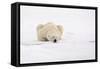 Polar Bear (Ursus maritimus) adult, sleeping on snow, Murchisonfjorden, Svalbard-Jules Cox-Framed Stretched Canvas