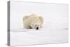 Polar Bear (Ursus maritimus) adult, sleeping on snow, Murchisonfjorden, Svalbard-Jules Cox-Stretched Canvas