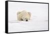 Polar Bear (Ursus maritimus) adult, sleeping on snow, Murchisonfjorden, Svalbard-Jules Cox-Framed Stretched Canvas