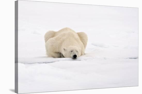 Polar Bear (Ursus maritimus) adult, sleeping on snow, Murchisonfjorden, Svalbard-Jules Cox-Stretched Canvas