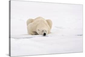 Polar Bear (Ursus maritimus) adult, sleeping on snow, Murchisonfjorden, Svalbard-Jules Cox-Stretched Canvas