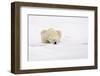 Polar Bear (Ursus maritimus) adult, sleeping on snow, Murchisonfjorden, Svalbard-Jules Cox-Framed Photographic Print