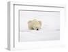 Polar Bear (Ursus maritimus) adult, sleeping on snow, Murchisonfjorden, Svalbard-Jules Cox-Framed Photographic Print