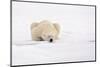 Polar Bear (Ursus maritimus) adult, sleeping on snow, Murchisonfjorden, Svalbard-Jules Cox-Mounted Photographic Print