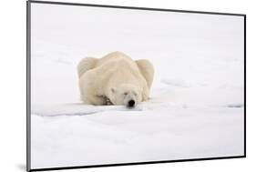 Polar Bear (Ursus maritimus) adult, sleeping on snow, Murchisonfjorden, Svalbard-Jules Cox-Mounted Photographic Print