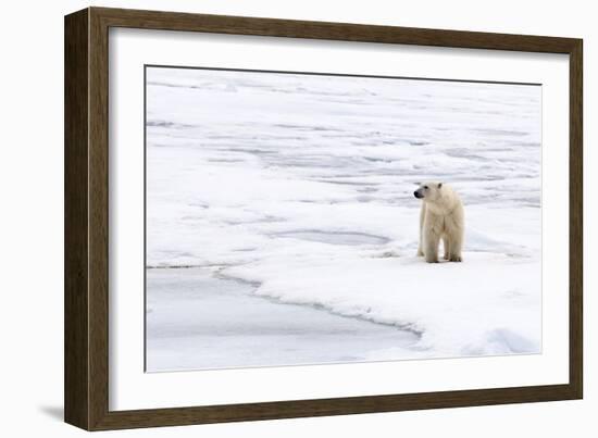 Polar Bear (Ursus maritimus) adult, standing on pack ice, Murchisonfjorden, Svalbard-Jules Cox-Framed Photographic Print