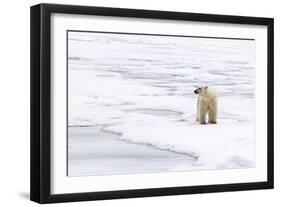 Polar Bear (Ursus maritimus) adult, standing on pack ice, Murchisonfjorden, Svalbard-Jules Cox-Framed Photographic Print