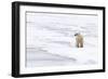 Polar Bear (Ursus maritimus) adult, standing on pack ice, Murchisonfjorden, Svalbard-Jules Cox-Framed Photographic Print