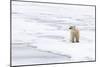 Polar Bear (Ursus maritimus) adult, standing on pack ice, Murchisonfjorden, Svalbard-Jules Cox-Mounted Photographic Print