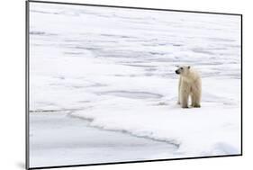 Polar Bear (Ursus maritimus) adult, standing on pack ice, Murchisonfjorden, Svalbard-Jules Cox-Mounted Photographic Print