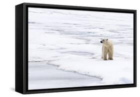 Polar Bear (Ursus maritimus) adult, standing on pack ice, Murchisonfjorden, Svalbard-Jules Cox-Framed Stretched Canvas
