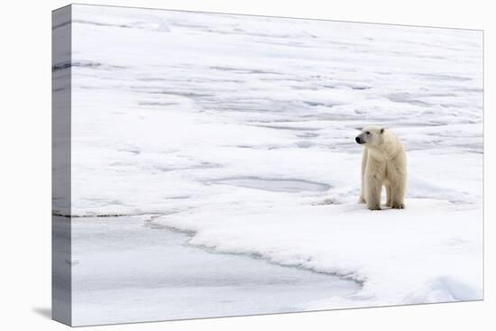 Polar Bear (Ursus maritimus) adult, standing on pack ice, Murchisonfjorden, Svalbard-Jules Cox-Stretched Canvas