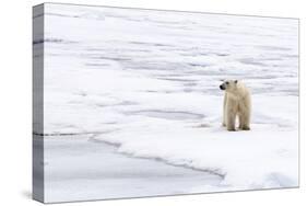 Polar Bear (Ursus maritimus) adult, standing on pack ice, Murchisonfjorden, Svalbard-Jules Cox-Stretched Canvas