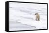 Polar Bear (Ursus maritimus) adult, standing on pack ice, Murchisonfjorden, Svalbard-Jules Cox-Framed Stretched Canvas