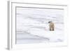 Polar Bear (Ursus maritimus) adult, standing on pack ice, Murchisonfjorden, Svalbard-Jules Cox-Framed Photographic Print