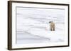 Polar Bear (Ursus maritimus) adult, standing on pack ice, Murchisonfjorden, Svalbard-Jules Cox-Framed Photographic Print