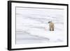 Polar Bear (Ursus maritimus) adult, standing on pack ice, Murchisonfjorden, Svalbard-Jules Cox-Framed Photographic Print