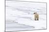 Polar Bear (Ursus maritimus) adult, standing on pack ice, Murchisonfjorden, Svalbard-Jules Cox-Mounted Photographic Print