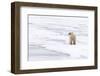 Polar Bear (Ursus maritimus) adult, standing on pack ice, Murchisonfjorden, Svalbard-Jules Cox-Framed Photographic Print