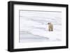 Polar Bear (Ursus maritimus) adult, standing on pack ice, Murchisonfjorden, Svalbard-Jules Cox-Framed Photographic Print