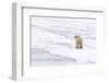 Polar Bear (Ursus maritimus) adult, standing on pack ice, Murchisonfjorden, Svalbard-Jules Cox-Framed Photographic Print