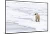 Polar Bear (Ursus maritimus) adult, standing on pack ice, Murchisonfjorden, Svalbard-Jules Cox-Mounted Photographic Print