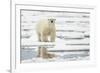 Polar Bear (Ursus maritimus) adult, standing on pack ice, Svalbard, June-Mark Sisson-Framed Photographic Print