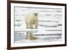 Polar Bear (Ursus maritimus) adult, standing on pack ice, Svalbard, June-Mark Sisson-Framed Photographic Print