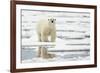 Polar Bear (Ursus maritimus) adult, standing on pack ice, Svalbard, June-Mark Sisson-Framed Photographic Print