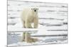 Polar Bear (Ursus maritimus) adult, standing on pack ice, Svalbard, June-Mark Sisson-Mounted Photographic Print