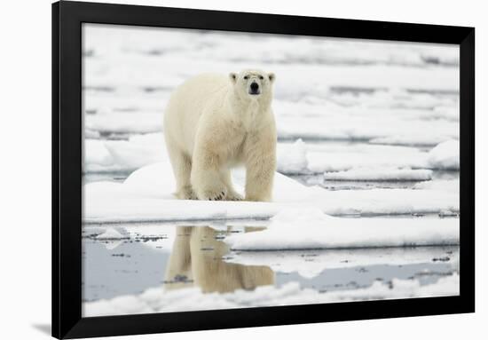 Polar Bear (Ursus maritimus) adult, standing on pack ice, Svalbard, June-Mark Sisson-Framed Photographic Print