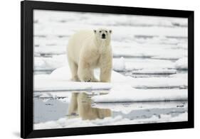 Polar Bear (Ursus maritimus) adult, standing on pack ice, Svalbard, June-Mark Sisson-Framed Photographic Print