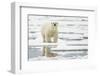 Polar Bear (Ursus maritimus) adult, standing on pack ice, Svalbard, June-Mark Sisson-Framed Photographic Print