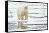 Polar Bear (Ursus maritimus) adult, standing on pack ice, Svalbard, June-Mark Sisson-Framed Stretched Canvas