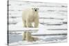 Polar Bear (Ursus maritimus) adult, standing on pack ice, Svalbard, June-Mark Sisson-Stretched Canvas