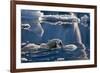 Polar Bear (Ursus maritimus) adult, swimming amongst melting ice, Austfonna, Nordaustlandet-Jules Cox-Framed Photographic Print