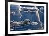 Polar Bear (Ursus maritimus) adult, swimming amongst melting ice, Austfonna, Nordaustlandet-Jules Cox-Framed Photographic Print