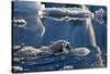 Polar Bear (Ursus maritimus) adult, swimming amongst melting ice, Austfonna, Nordaustlandet-Jules Cox-Stretched Canvas