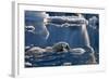 Polar Bear (Ursus maritimus) adult, swimming amongst melting ice, Austfonna, Nordaustlandet-Jules Cox-Framed Photographic Print