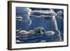 Polar Bear (Ursus maritimus) adult, swimming amongst melting ice, Austfonna, Nordaustlandet-Jules Cox-Framed Photographic Print