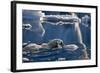 Polar Bear (Ursus maritimus) adult, swimming amongst melting ice, Austfonna, Nordaustlandet-Jules Cox-Framed Photographic Print