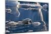 Polar Bear (Ursus maritimus) adult, swimming amongst melting ice, Austfonna, Nordaustlandet-Jules Cox-Mounted Photographic Print