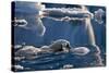 Polar Bear (Ursus maritimus) adult, swimming amongst melting ice, Austfonna, Nordaustlandet-Jules Cox-Stretched Canvas