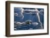 Polar Bear (Ursus maritimus) adult, swimming amongst melting ice, Austfonna, Nordaustlandet-Jules Cox-Framed Photographic Print