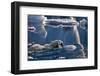 Polar Bear (Ursus maritimus) adult, swimming amongst melting ice, Austfonna, Nordaustlandet-Jules Cox-Framed Photographic Print